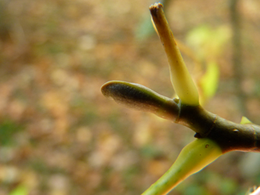 Gros bourgeons aplatis très caractéristiques. Agrandir dans une nouvelle fenêtre (ou onglet)