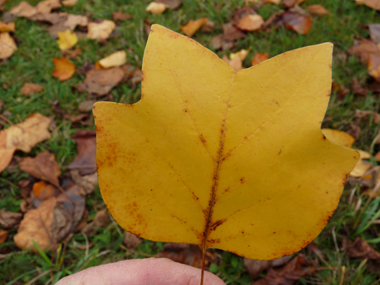 Grandes feuilles entières alternes, légèrement poilues sur la face inférieure. Agrandir dans une nouvelle fenêtre (ou onglet)