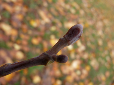 Gros bourgeons aplatis très caractéristiques. Agrandir dans une nouvelle fenêtre (ou onglet)