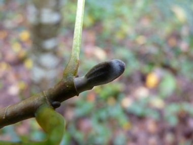 Gros bourgeons aplatis très caractéristiques. Agrandir dans une nouvelle fenêtre (ou onglet)