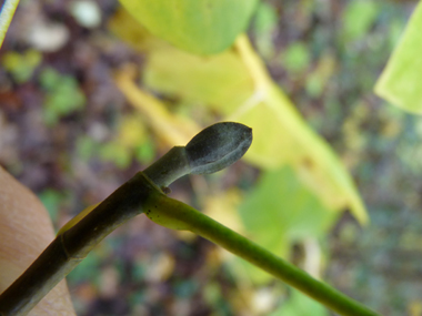 Gros bourgeons aplatis très caractéristiques. Agrandir dans une nouvelle fenêtre (ou onglet)