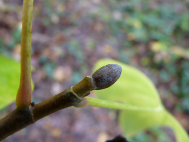 Gros bourgeons aplatis très caractéristiques. Agrandir dans une nouvelle fenêtre (ou onglet)