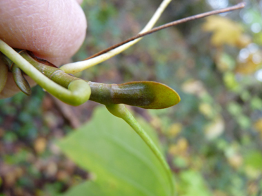 Gros bourgeons aplatis très caractéristiques. Agrandir dans une nouvelle fenêtre (ou onglet)