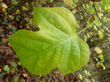 Grandes feuilles entières alternes, légèrement poilues sur la face inférieure. Agrandir dans une nouvelle fenêtre (ou onglet)