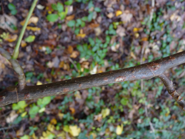 Rameaux brunâtres et luisants. Agrandir dans une nouvelle fenêtre (ou onglet)