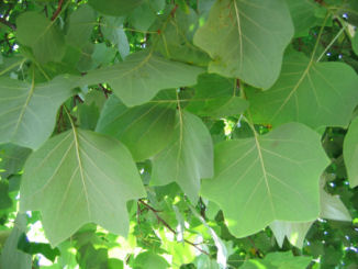 Grandes feuilles entières alternes, légèrement poilues sur la face inférieure. Agrandir dans une nouvelle fenêtre (ou onglet)