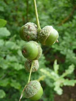 Fruits (glands) par 1-5, tenus par un pédoncule (d'où son nom) de longueur variable. Agrandir dans une nouvelle fenêtre (ou onglet)