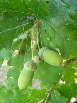 Fruits (glands) par 1-5, tenus par un pédoncule (d'où son nom) de longueur variable. Agrandir dans une nouvelle fenêtre (ou onglet)