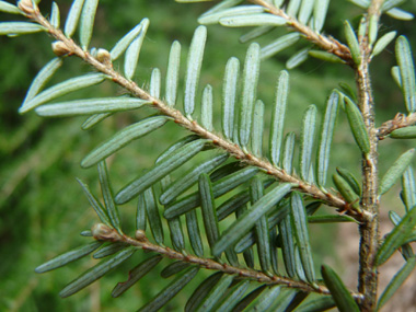 La face inférieure des feuilles présente 2 larges bandes stomatifères blanches. Agrandir dans une nouvelle fenêtre (ou onglet)