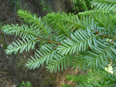 La face inférieure des feuilles présente 2 larges bandes stomatifères blanches. Agrandir dans une nouvelle fenêtre (ou onglet)