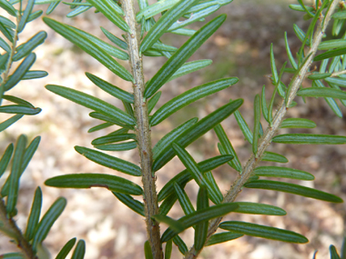 La face inférieure des feuilles présente 2 larges bandes stomatifères blanches. Agrandir dans une nouvelle fenêtre (ou onglet)