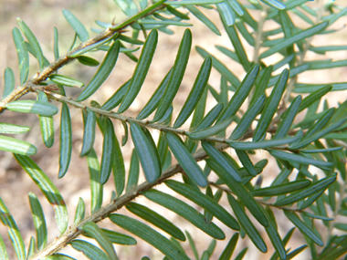 La face inférieure des feuilles présente 2 larges bandes stomatifères blanches. Agrandir dans une nouvelle fenêtre (ou onglet)