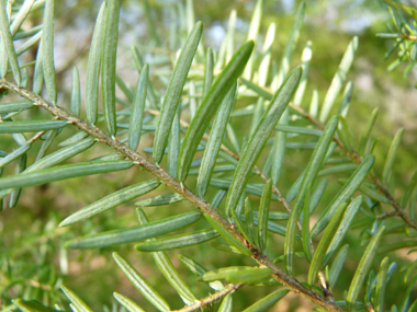 La face inférieure des feuilles présente 2 larges bandes stomatifères blanches. Agrandir dans une nouvelle fenêtre (ou onglet)