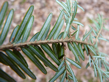 La face inférieure des feuilles présente 2 larges bandes stomatifères blanches. Agrandir dans une nouvelle fenêtre (ou onglet)