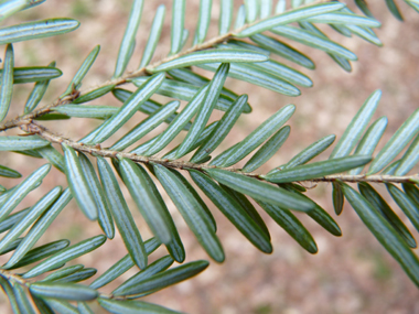 La face inférieure des feuilles présente 2 larges bandes stomatifères blanches. Agrandir dans une nouvelle fenêtre (ou onglet)