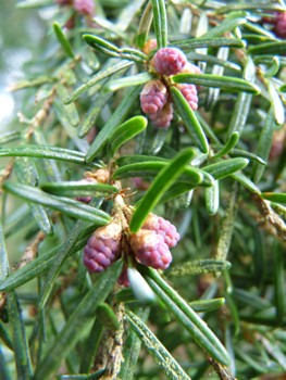 Fleurs. Agrandir dans une nouvelle fenêtre (ou onglet)