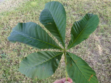 Grandes feuilles opposées et pétiolées. Agrandir dans une nouvelle fenêtre (ou onglet)