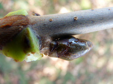 Très gros (jusqu'à 2 cm) bourgeons bruns luisants et collants. Agrandir dans une nouvelle fenêtre (ou onglet)