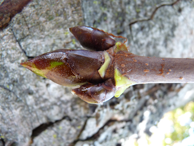 Très gros (jusqu'à 2 cm) bourgeons bruns luisants et collants. Agrandir dans une nouvelle fenêtre (ou onglet)