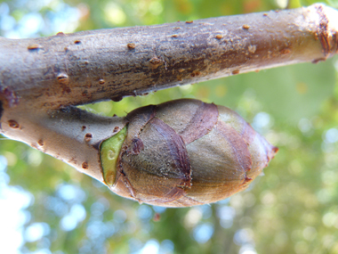 Très gros (jusqu'à 2 cm) bourgeons bruns luisants et collants. Agrandir dans une nouvelle fenêtre (ou onglet)