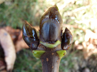 Très gros (jusqu'à 2 cm) bourgeons bruns luisants et collants. Agrandir dans une nouvelle fenêtre (ou onglet)