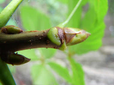 Très gros (jusqu'à 2 cm) bourgeons bruns luisants et collants. Agrandir dans une nouvelle fenêtre (ou onglet)