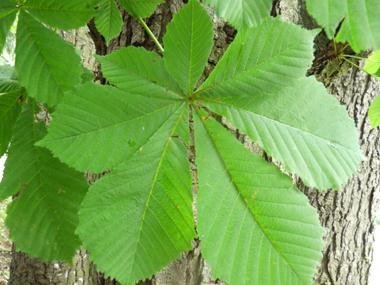 Grandes feuilles opposées et pétiolées. Agrandir dans une nouvelle fenêtre (ou onglet)