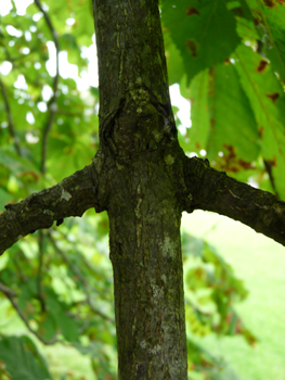 Jeunes rameaux bruns, épais et couverts d'importantes cicatrices foliaires. Agrandir dans une nouvelle fenêtre (ou onglet)