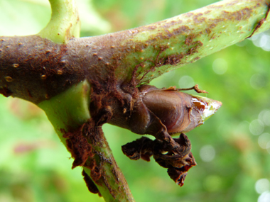 Très gros (jusqu'à 2 cm) bourgeons bruns luisants et collants. Agrandir dans une nouvelle fenêtre (ou onglet)