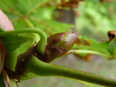 Très gros (jusqu'à 2 cm) bourgeons bruns luisants et collants. Agrandir dans une nouvelle fenêtre (ou onglet)