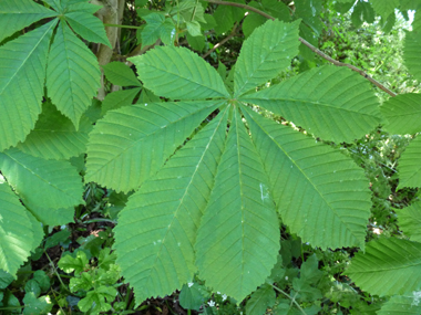 Grandes feuilles opposées et pétiolées. Agrandir dans une nouvelle fenêtre (ou onglet)