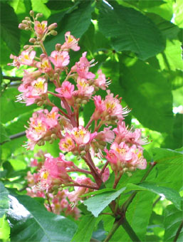 Fleurs de couleur blanche mais pouvant comporter du rose ou du jaune. Elles sont groupées en grappes dressées. Agrandir dans une nouvelle fenêtre (ou onglet)