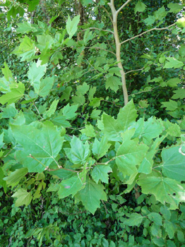 Grandes feuilles alternes au long pétiole et terminées par 3 ou 5 lobes pointus. Agrandir dans une nouvelle fenêtre (ou onglet)