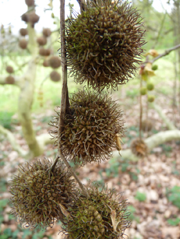 Akènes regroupés en une boule portée par un long pédoncule. Agrandir dans une nouvelle fenêtre (ou onglet)