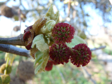 Fleurs femelles sphériques rouge brique. Agrandir dans une nouvelle fenêtre (ou onglet)