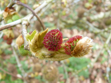 Fleurs femelles sphériques rouge brique. Agrandir dans une nouvelle fenêtre (ou onglet)