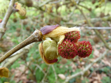 Fleurs femelles sphériques rouge brique. Agrandir dans une nouvelle fenêtre (ou onglet)