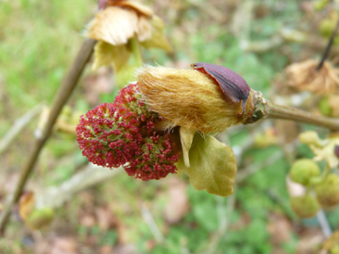 Fleurs femelles sphériques rouge brique. Agrandir dans une nouvelle fenêtre (ou onglet)