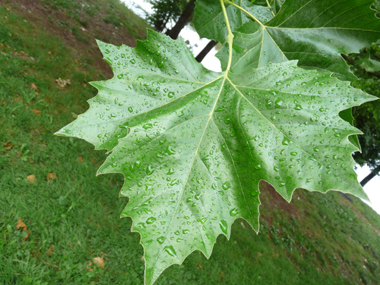 Grandes feuilles alternes au long pétiole et terminées par 3 ou 5 lobes pointus. Agrandir dans une nouvelle fenêtre (ou onglet)