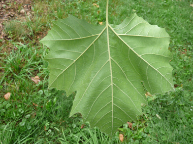 Verso de la feuille. Agrandir dans une nouvelle fenêtre (ou onglet)