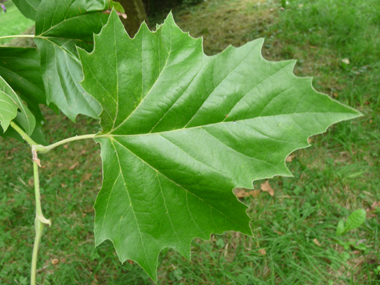 Grandes feuilles alternes au long pétiole et terminées par 3 ou 5 lobes pointus. Agrandir dans une nouvelle fenêtre (ou onglet)