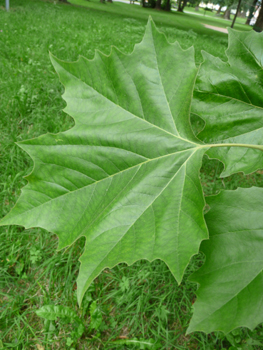 Grandes feuilles alternes au long pétiole et terminées par 3 ou 5 lobes pointus. Agrandir dans une nouvelle fenêtre (ou onglet)