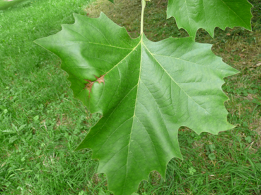 Grandes feuilles alternes au long pétiole et terminées par 3 ou 5 lobes pointus. Agrandir dans une nouvelle fenêtre (ou onglet)