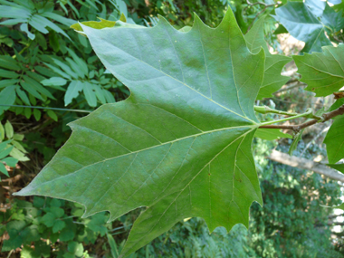 Grandes feuilles alternes au long pétiole et terminées par 3 ou 5 lobes pointus. Agrandir dans une nouvelle fenêtre (ou onglet)