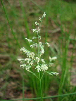 Fleurs en panicule. Agrandir dans une nouvelle fenêtre (ou onglet)