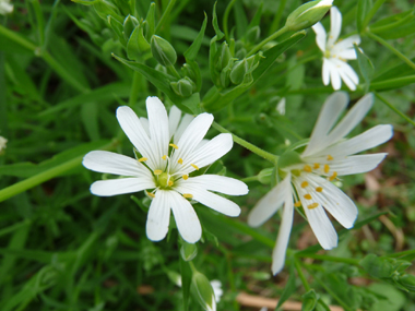 Fleur blanche composée de 5 pétales doubles formant une étoile. Agrandir dans une nouvelle fenêtre (ou onglet)