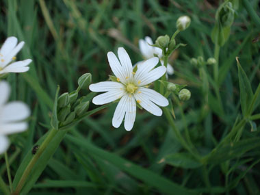 Fleur blanche composée de 5 pétales doubles formant une étoile. Agrandir dans une nouvelle fenêtre (ou onglet)