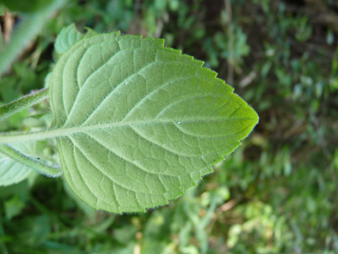 Face inférieure de la feuille. Agrandir dans une nouvelle fenêtre (ou onglet)