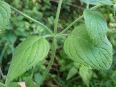 Feuilles pétiolées, opposées décussées. Agrandir dans une nouvelle fenêtre (ou onglet)