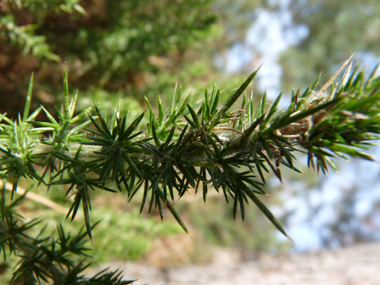 Forte densité de petits aiguillons d'un cm de long (en réalité, les feuilles) vert foncé sur les rameaux. Ceux-ci sont moins piquants que ceux de l'ajonc d'Europe donc on peut prendre une tige sans se piquer. Agrandir dans une nouvelle fenêtre (ou onglet)